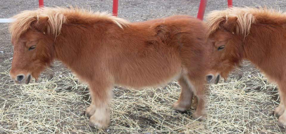 Pony - Portosalvo di Mascali (CT)